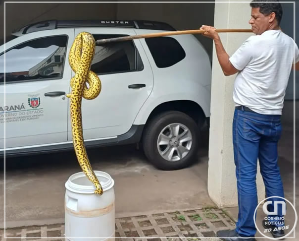 Sucuri é encontrada em plena rua de cidade do Paraná