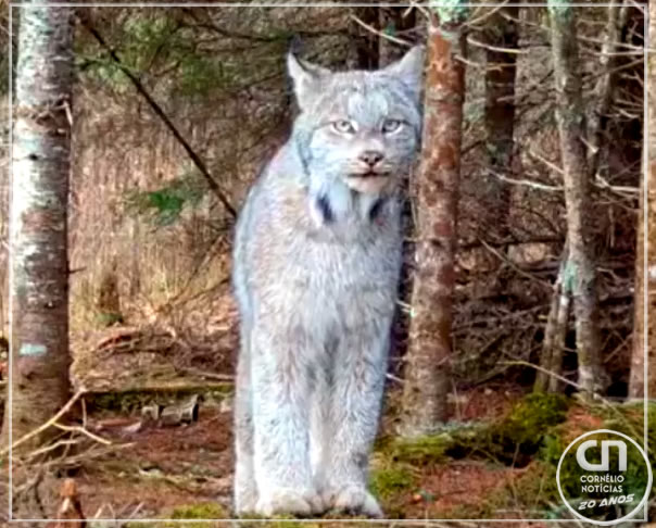 Câmera oculta em floresta flagra felino raro nos Estados Unidos