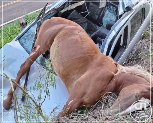 Carro fica destruído ao atropelar égua na PR-539