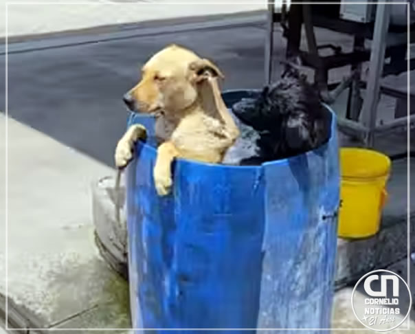 Cães “folgados” se refrescam em  balde de posto do Rio