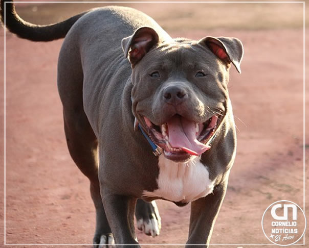 Pitbull “aparta” briga de forma violenta entre irmãos em Jandaia do Sul