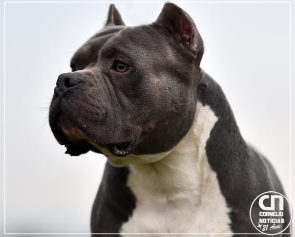 Em C. Procópio, Pit Bull foge de casa e ataca cãozinho da vizinha