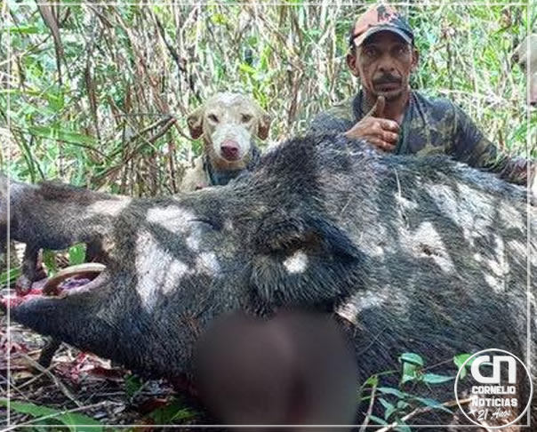 Javali gigante é abatido por caçadores em Minas Gerais