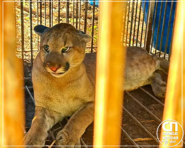 IAT captura e solta segunda onça-parda no Noroeste do Paraná