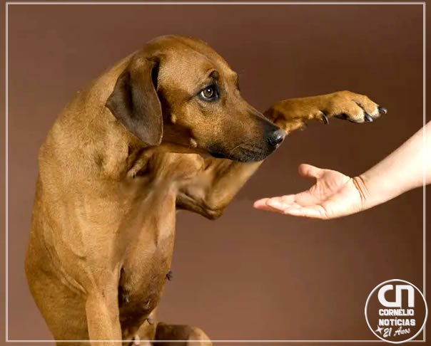 Por que seu cachorro coloca a pata em você? Entenda gesto