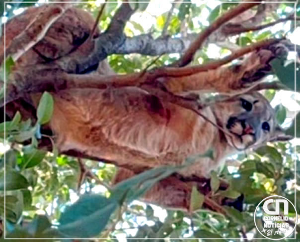 Onça-parda é flagrada perto de área residencial no Paraná