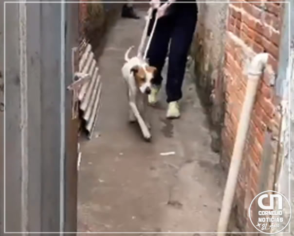 Cão é resgatado no Jardim Recreio, em Cornélio Procópio