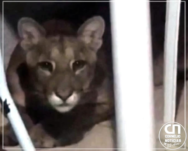 Onça-parda é encontrada dentro de casa em Maringá