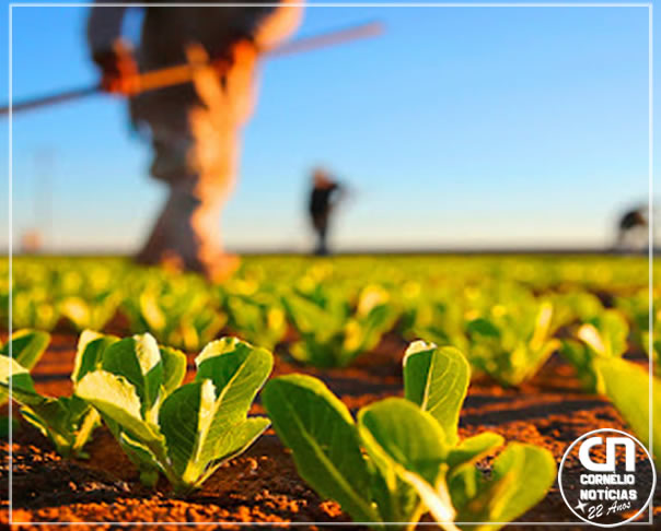 Redução da jornada 6x1 pode elevar custos do agro paranaense