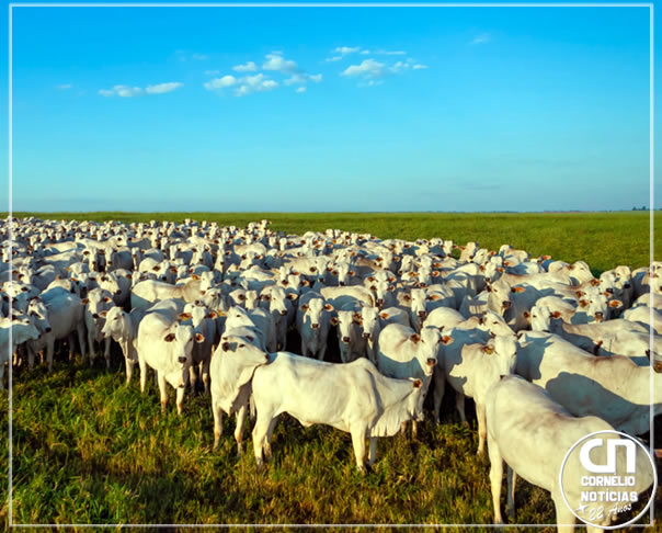 Mesmo elevando o PIB no país, agronegócio pode ter imposto por poluição