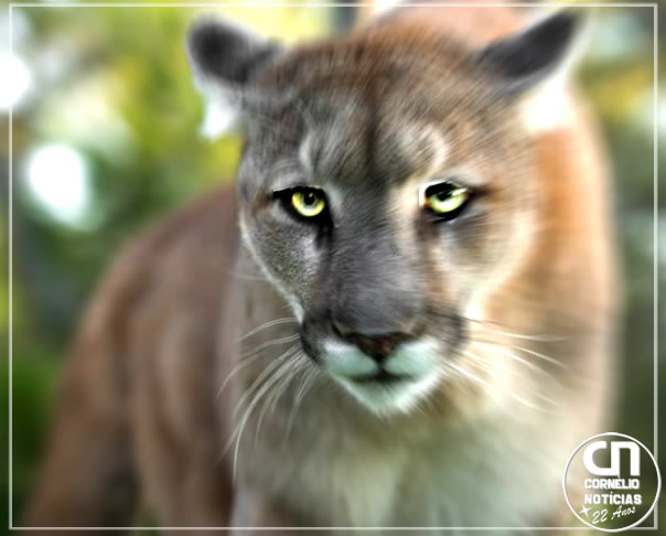 Motociclista é mordido por onça em estrada rural no Norte do Paraná