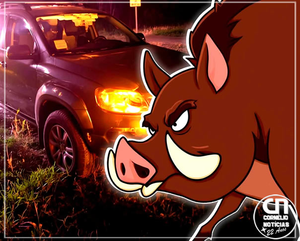 Acidente com porco do mato deixa duas mulheres feridas no Norte Pioneiro