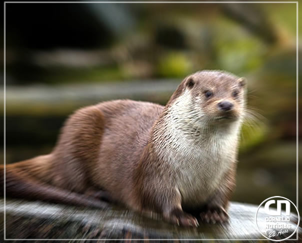 Lontra ferida é vista no centro de Apucarana