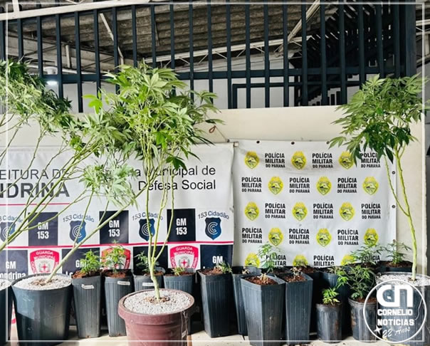 Homem é preso após polícia descobrir casa adaptada para cultivo de maconha