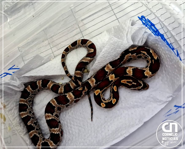  Cobras vivas são encontradas em encomenda enviada pelos Correios no Paraná