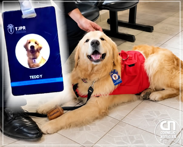 Com direito a crachá, cão atua em assistência judiciária em fórum do Paraná