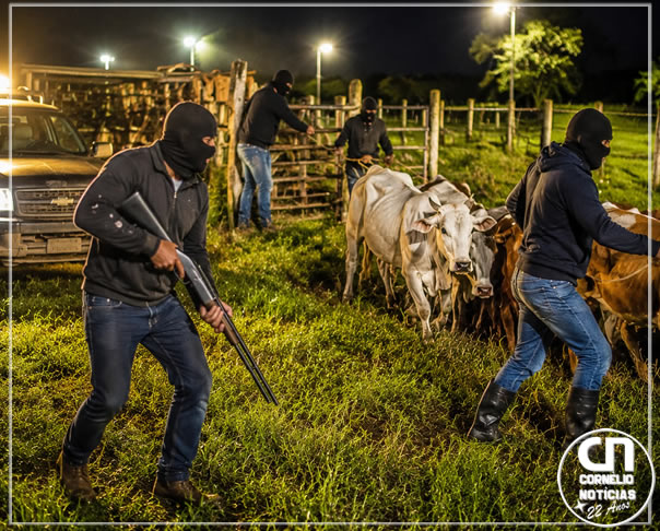 Mais de 100 cabeças de gado já foram furtadas nas últimas semanas
