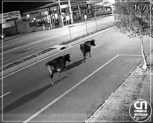 Câmera registra “passeio” de vacas por avenida de Cascavel