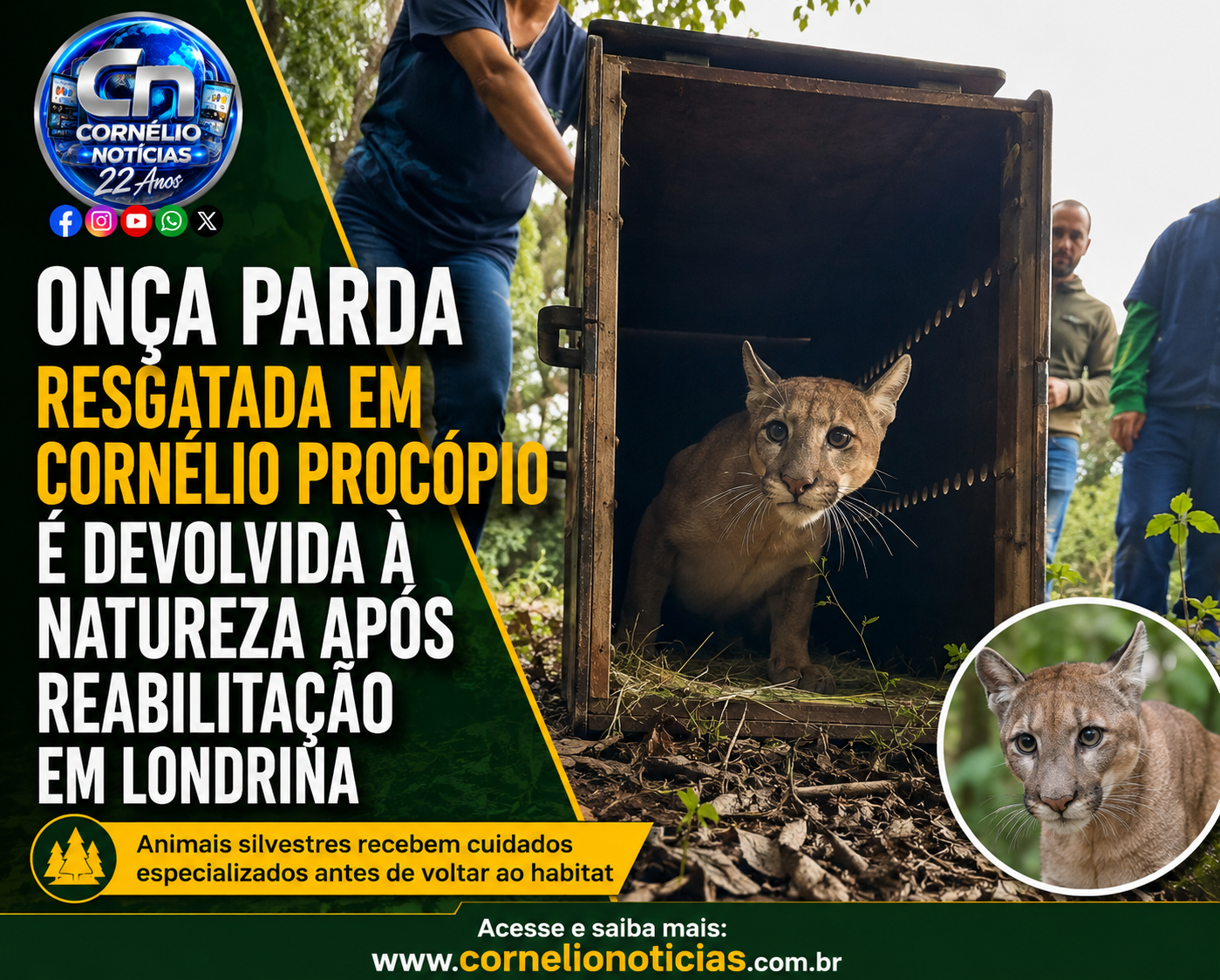 Onça-parda ganha liberdade após cair em armadilha em Cornélio Procópio