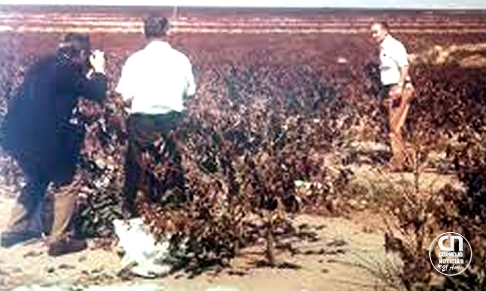 Há 50 anos, 'geada negra' mudou geografia do café no Brasil