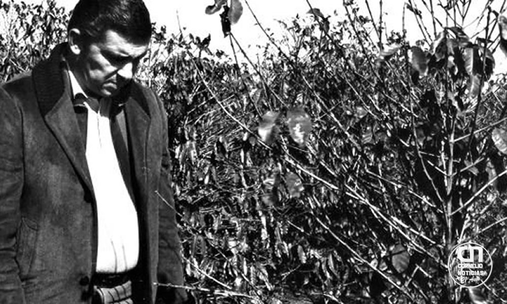 Há 50 anos, 'geada negra' mudou geografia do café no Brasil