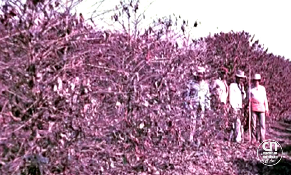 Há 50 anos, 'geada negra' mudou geografia do café no Brasil