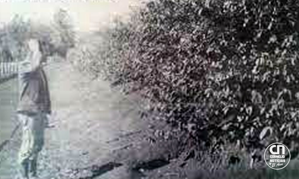 Há 50 anos, 'geada negra' mudou geografia do café no Brasil