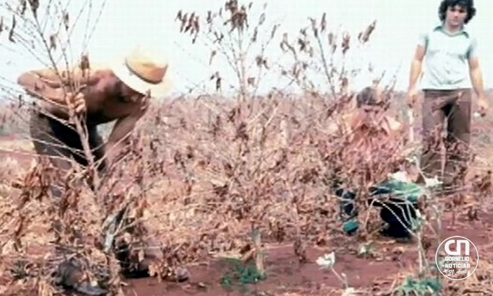 Há 50 anos, 'geada negra' mudou geografia do café no Brasil