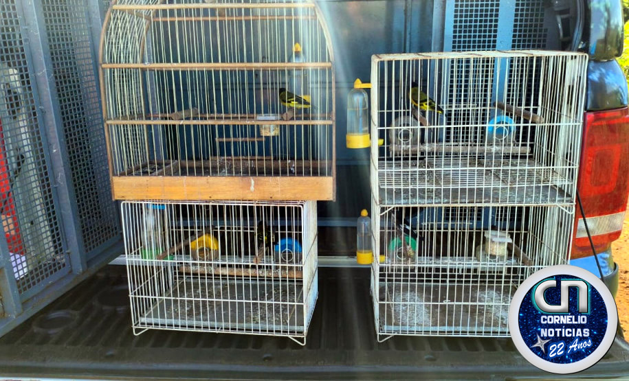 PC encontra armas e aves silvestres durante ação em Cornélio  Procópio